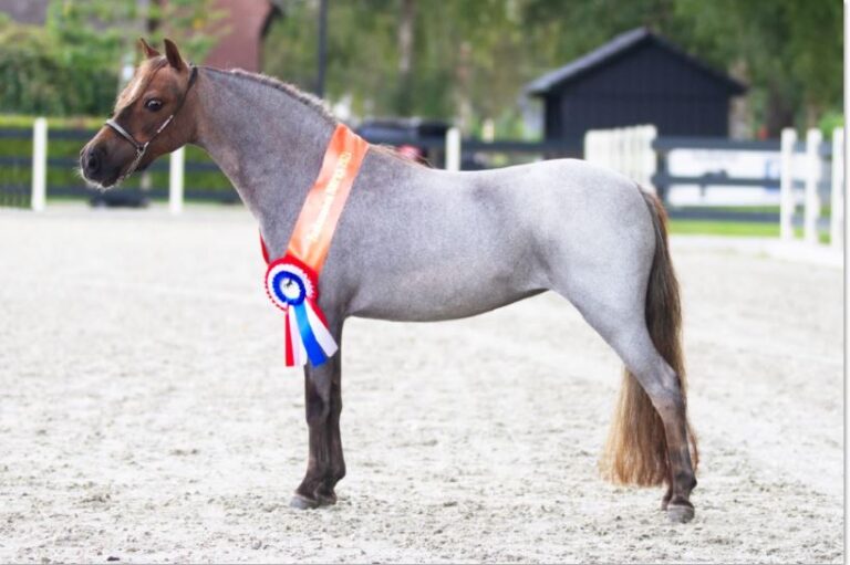 Inschrijven voor de merrie- en veulenkeuring is geopend!