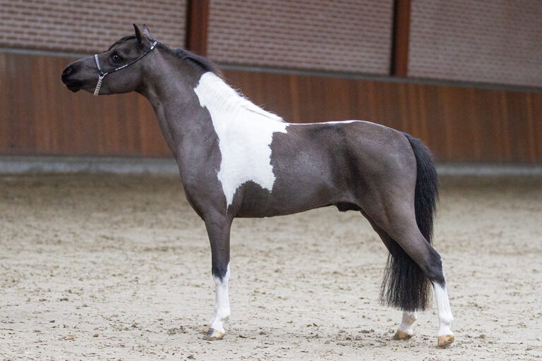 Startlijst Hengstenkeuring